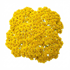 Set of 3 or 6 Achillea Cloth of Gold Yarrow Plants, Hardy Perennial, Bee Friendly Garden Flowers, Outdoor Garden Ready, 1 Litre Root-Ball
