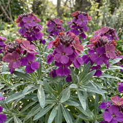 Erysimum Bowles Mauve Evergreen Hardy Perennial Wallflower Plants, Outdoor Garden Ready, 1 Litre / 11cm Root-Ball