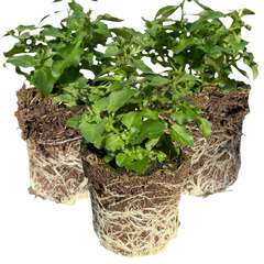 Set of 3 or 6 Large Lobelia Plants - Hot WaterBlue Improved, Ready to Plant in Your Garden