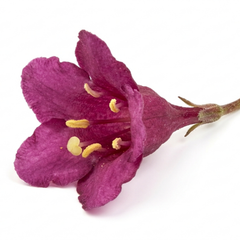 Weigela Florida Victoria Plant, Hardy Flowering Shrub, Outdoor Garden Ready, 2L Root-Ball