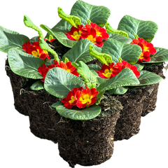 Primrose Red | 3 or 6 1L Pots