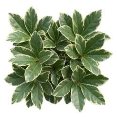 1 Large Hedge Plant - Ligustrum Argenteum, Outdoor Garden Ready, 2L Pot