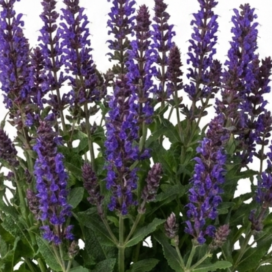 1 Salvia East Friesland Perennial Plant, Bee Friendly Purple Flowers, Garden Ready, 17cm/2L Root Ball