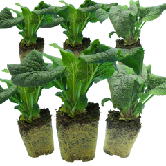 Foxglove White, Ready to Plant in Your Garden, 1L Rootballs