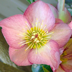 Hellebore Pink Beauty | Large 2L Pot