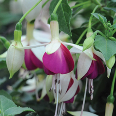Fuchsia Bella Nora | 3 or 6 1L Pots