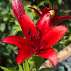 Asiatic Lily Red | 3 or 6 1L Pots