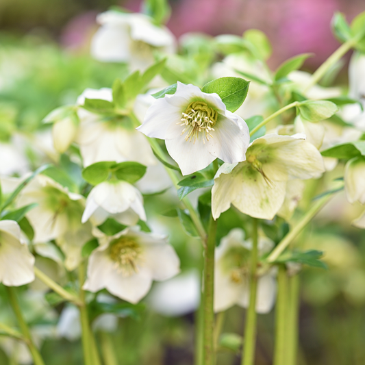 Hellebore Winter Moonbeam