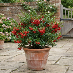 Pyracantha Red Star Firethorn Plant, Hardy Evergreen Climbing Hedge Shrub, Litre Root Ball