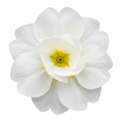 Primrose Queen White Hardy Perennial Plants, Spring Flowering, Outdoor Garden Ready, 1 Litre Root-Ball