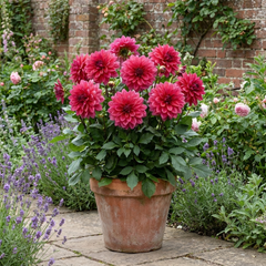 1 Dahlia Maggiore Deep Rose Live Plant, Summer Flowering Garden Ready, 3 Litre Root Ball