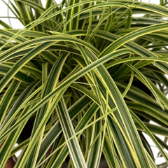 1 Large Plant - Carex Feather Falls, Ready to Plant in Your Garden, 5L Pot