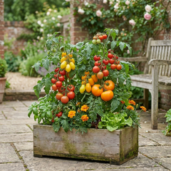 Set of 3 or 6 Large Plants - Tomato Growers Selection Variety, Outdoor Garden Ready, 10.5 cm