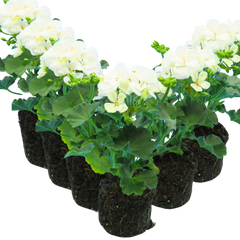 Geranium Toscana Erika | 3 or 6 1L Pots