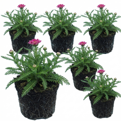 Set of 3 or 6 Achillea Millefolium Cerise Queen Plants, Hardy Pink Yarrow, Summer Flowering Perennial, Outdoor Garden Ready, 1 Litre / 11cm Root-Ball