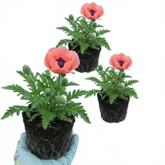 Papaver Orientale Victoria Louise Hardy Perennial Poppy Plants, Outdoor Garden Ready, 1 Litre Root-Ball
