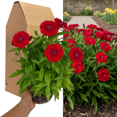 1 Spring–Summer Dianthus Flowering Plants – Dart Scarlet (Garden Pink). Outdoor Garden Ready Plants for Pots, Borders & Containers. Hardy, Compact & Easy to Grow. Supplied Fresh as a Large 2L Pot