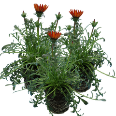 Gazania Kiss Red | 3 or 6 1L Pots