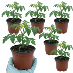 Set of 3 or 6 Large Plants - Tomato Nagina Variety, Ready to Plant in Your Garden