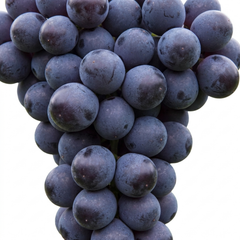 Grape Vine Plant Vitis Black Hambourg, Hardy Outdoor Garden Ready, 3 Litre Root Ball