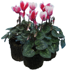 Cyclamen Flame Red | 3 or 6 1L Pots