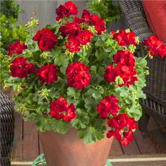 Geranium Calliope Dark Red | 3 or 6 1L Pots