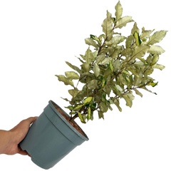 Elaeagnus Ebbingei Maryline | 3L Pot