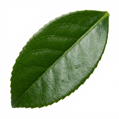 Osmanthus Burkwoodii Plant, Hardy Fragrant Evergreen Hedge Shrub, Garden Ready, Litre Root Ball