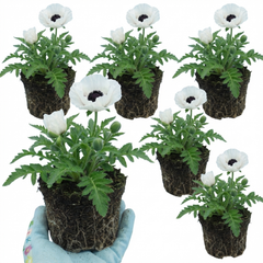 Papaver Orientale Royal Wedding Poppy Plants, Hardy Perennial, Outdoor Garden Ready, 1 Litre Root-Ball