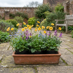 Set of 3 or 6 Geum Lady Stratheden Hardy Perennial Plants, Yellow Summer Flowering, Bee Friendly Cottage Garden Plants, Outdoor Garden Ready, 1 Litre Root-Ball