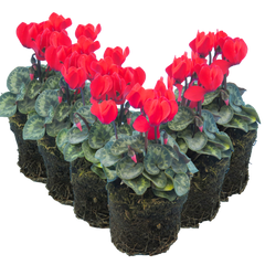 Cyclamen Scarlet | 3 or 6 1L Pots