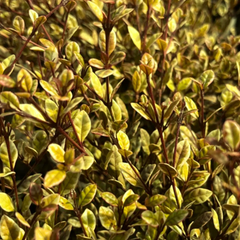 Lophomyrtus Golden Dragon | Large 3L Pot