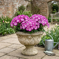 Senetti Pink Bicolour, Outdoor Garden Ready, 2L Pot