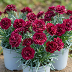 Set of 3 or 6 Large Plants - Dianthus Oscar, Outdoor Garden Ready