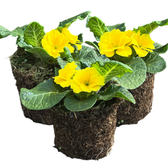Primrose Yellow | 3 or 6 1L Pots