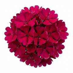 Set of 3 or 6 Lychnis atrosanguinea Hardy Perennial Plants, Summer Flowering, Bee-Friendly Cottage Garden Plant, 1L Root Ball