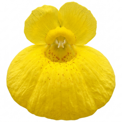 Calceolaria Calynopsis ‘Yellow’, Ready to Plant