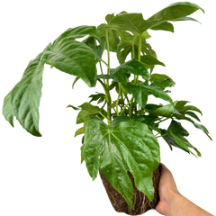 Fatsia Japonica | 3L Pots