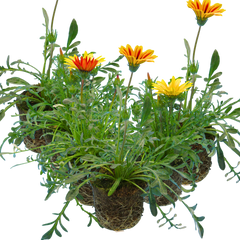 Gazania Kiss Any Colour Mix | 3 or 6 1L Pots