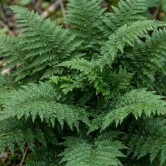 Soft Shield Fern Polystichum Plumosum Densum Plants, Hardy Evergreen Perennial, 1 Litre Root Ball