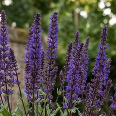 1 Salvia Caradonna Hardy Perennial Plant, Purple Flower Spikes, Bee Friendly, 17cm Root-Ball
