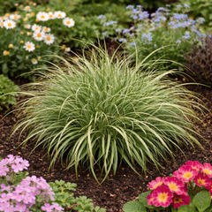 1 Carex Evercream Ornamental Grass Plant, Evergreen Hardy Perennial Sedge, 2 Litre Root Ball