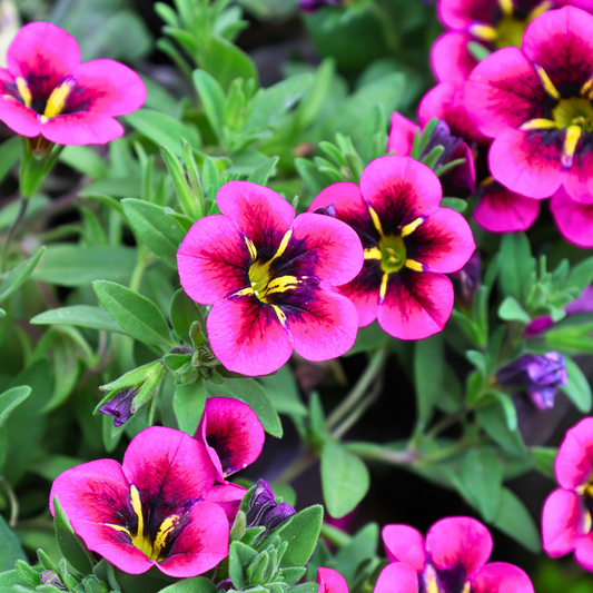 Calibrachoa Bumble Hot Pink | 3 or 6 1L Pots