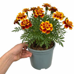 1 Large Plant - Marigold Durango Bolero, Ready to Plant in Your Garden, 2L Pot