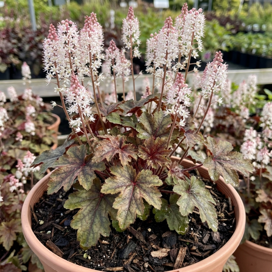 1 Tiarella Sugar and Spice Foam Flower, Hardy Shade Perennial Plant, 2 Litre Root-Ball