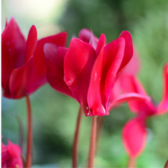 Cyclamen Silver Leaf Salmon | 3 or 6 1L Pots