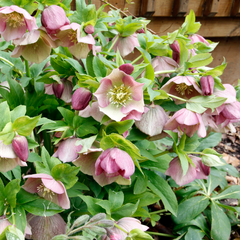 Hellebore Pirouette | 2L Pot