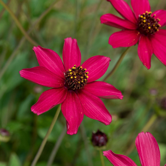 Cosmos Cherry Chocolate | 2L Pot