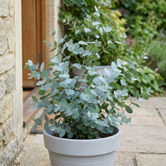 1 Eucalyptus Gunnii France Blue Tree, Hardy Evergreen Outdoor Garden Plant, 7.5 Litre Root-Ball