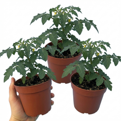 Set of 3 or 6 Large Plants - Tomato Losetto Variety, Ready to Plant in Your Garden, 10.5 cm